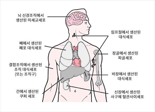 뇌신경 조직에서 생산된 미세교세포, 림프절에서 생산된 대식세포, 폐에서 생산된 폐포 대식세포, 결합조직에서 생산된 조직 대식세포(또는 조직구), 비장에서 생산된 대식세포, 간에서 생산된 쿠퍼세포, 신장에서 생산된 시구체 혈관사이세포