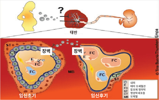 태반 - 임신초기(장벽), 임신후기(장벽) 