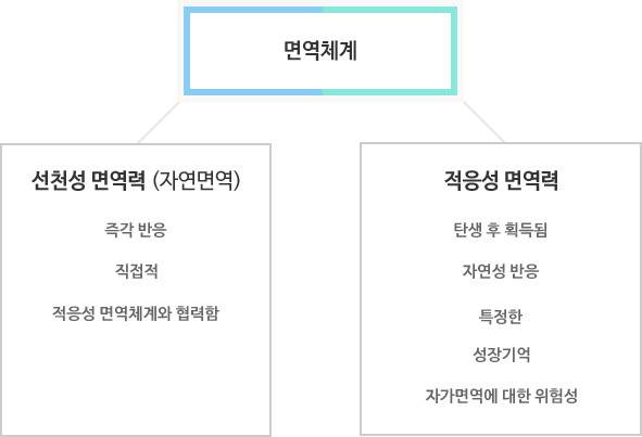 면역체계 - 선천성 면역력 (자연면역), 즉각 반응, 직접적, 적응성 면역체계와 협력함 - 적응성 면역력, 탄생 후 획득됨, 자연성 반응, 특정한 성장기억, 자가면역에 대한 위험성