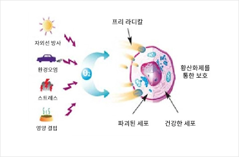 자외선방사, 환경오염, 스트레스, 영양결핍 - 프리라디칼, 파괴된 세포, 건강한 세포, 황산화제를 통한 보호