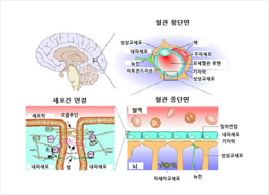 혈관뇌장벽의 개요(von Kuebi = Armin Kübelbeck, and for the brain: Patrick J. Lynch [CC-BY-3.0 (http://creativecommons.org/licenses/by/3.0)], via Wikimedia Commons)